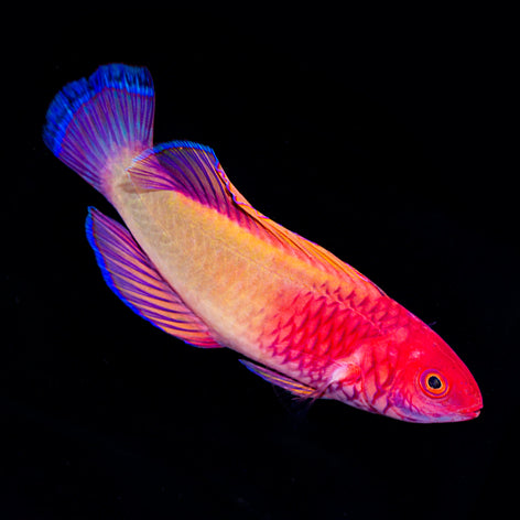 Red Velvet Wrasse Terminal Phase