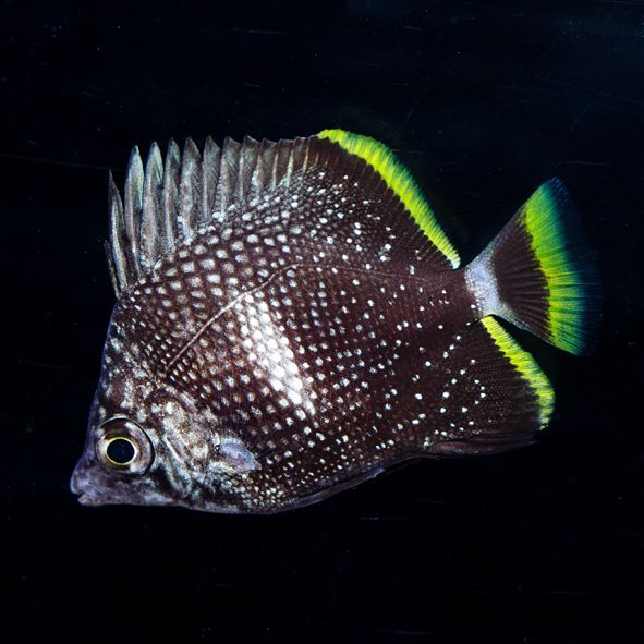 Wrought Iron Butterflyfish