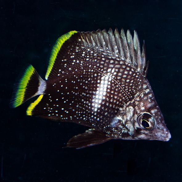 Wrought Iron Butterflyfish