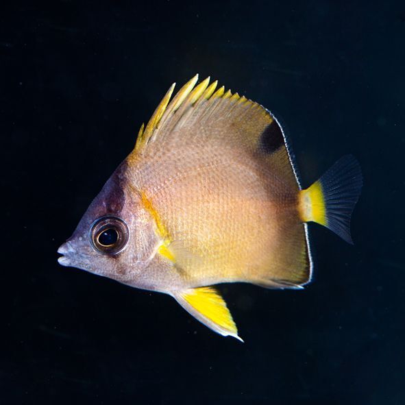 Japanese Nippon Butterflyfish