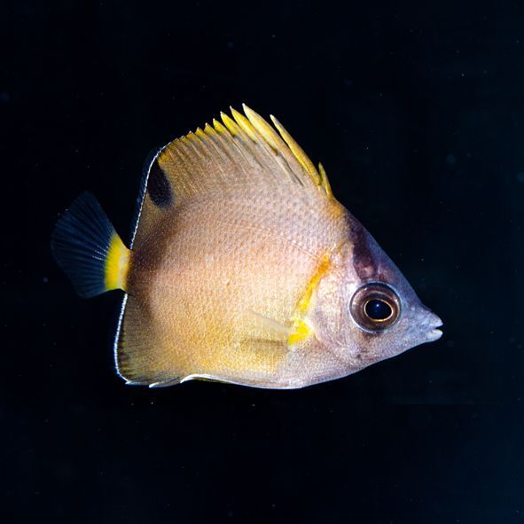 Japanese Nippon Butterflyfish