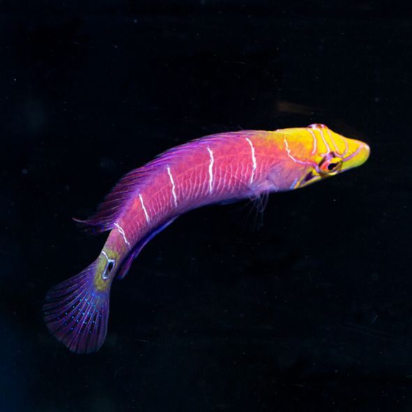 Mystery Wrasse