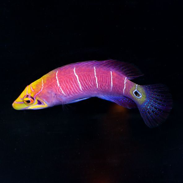 Mystery Wrasse