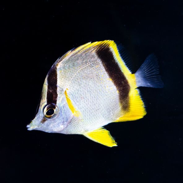 Marcella Butterflyfish