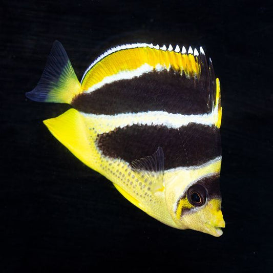 Mitratus Butterflyfish