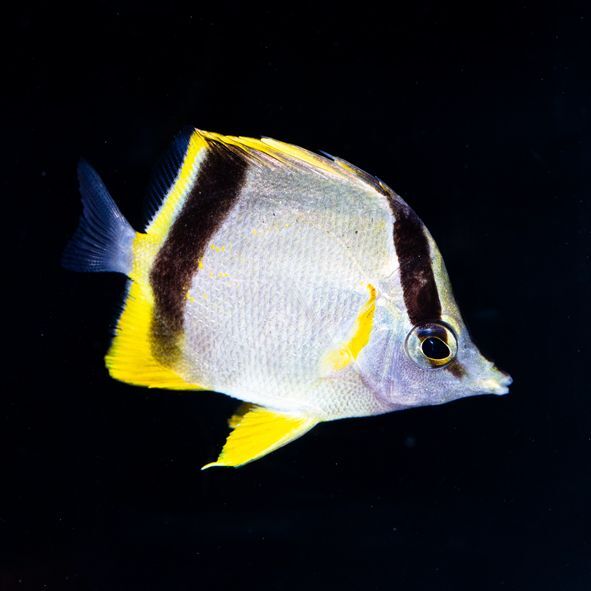 Marcella Butterflyfish