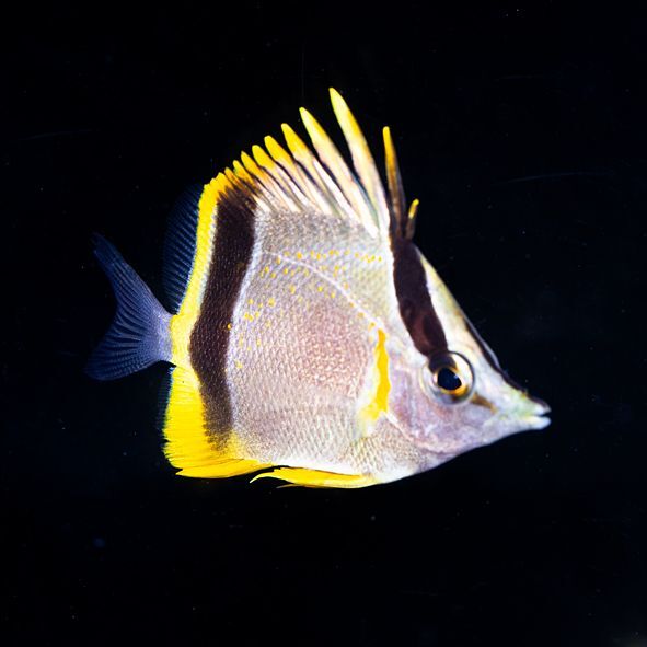 Marcella Butterflyfish