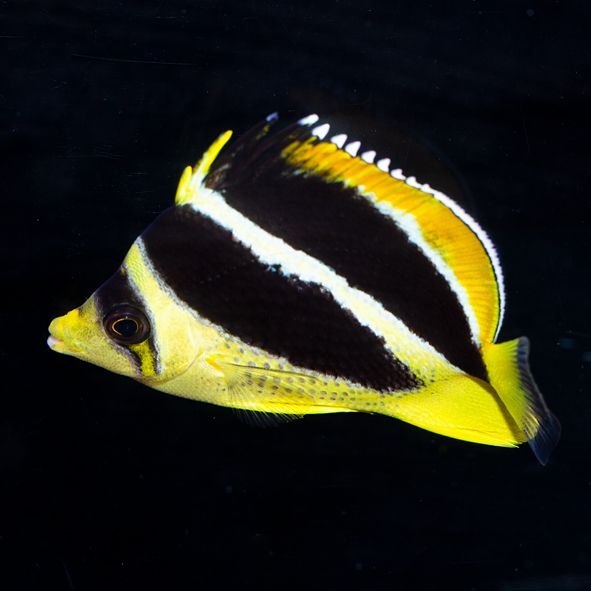 Mitratus Butterflyfish