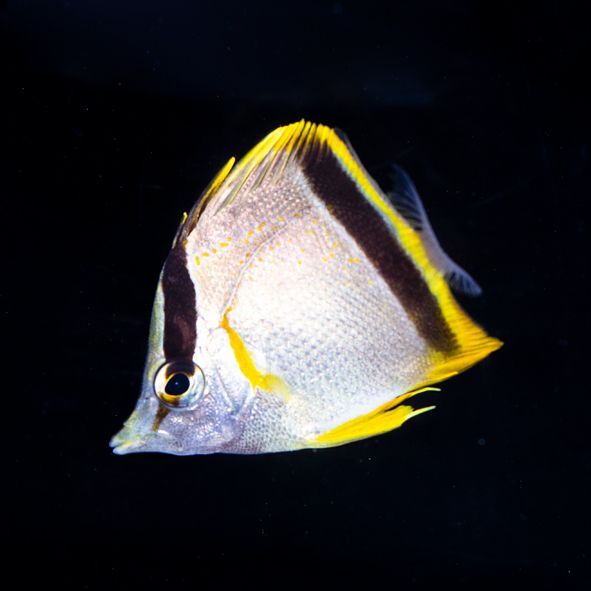 Marcella Butterflyfish