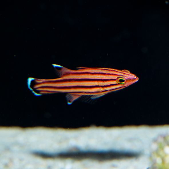 Swissguard Basslet