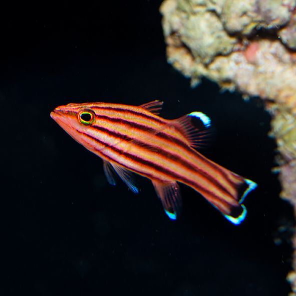 Swissguard Basslet