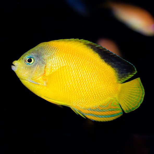 Yellow Angelfish