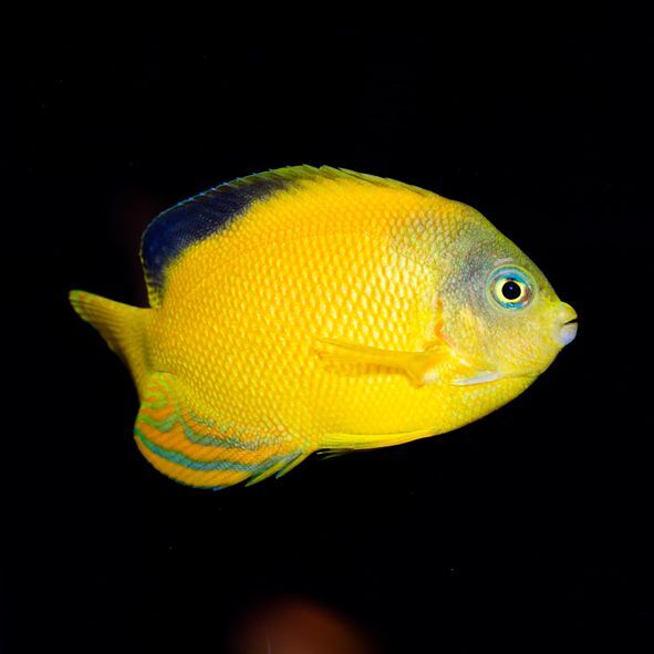 Yellow Angelfish