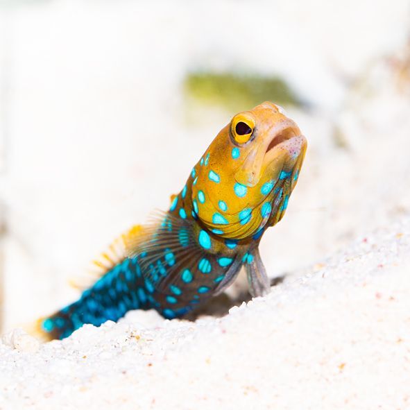 Blue Spot Jawfish