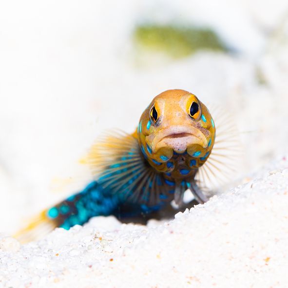 Blue Spot Jawfish