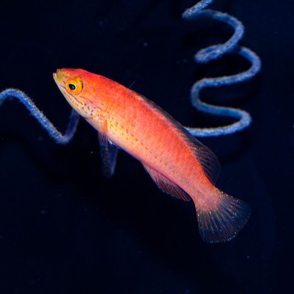 Katoi Fairy Wrasse Initial Phase