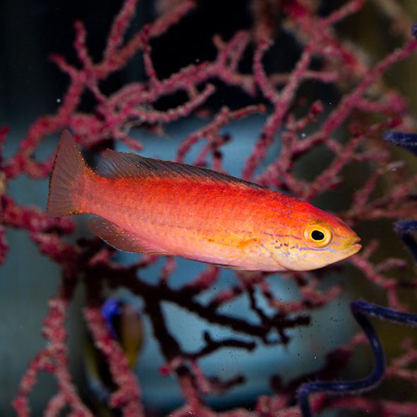 Katoi Fairy Wrasse Initial Phase