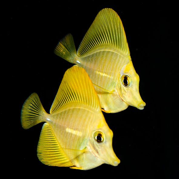 Yellow Tang Biota