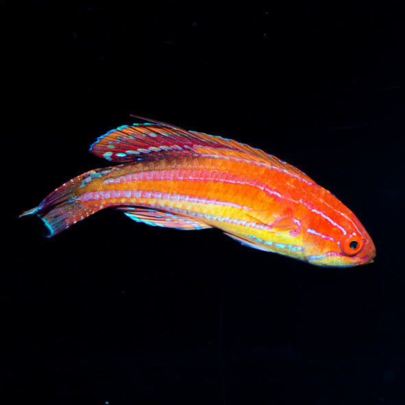 Diamond-Tail Flasher Wrasse Terminal Phase