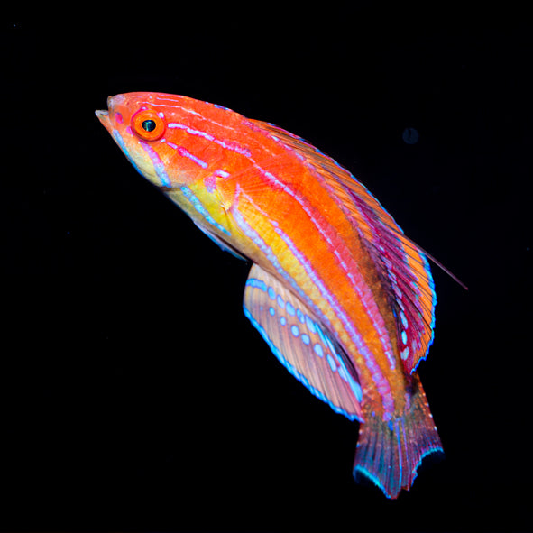 Diamond-Tail Flasher Wrasse Terminal Phase