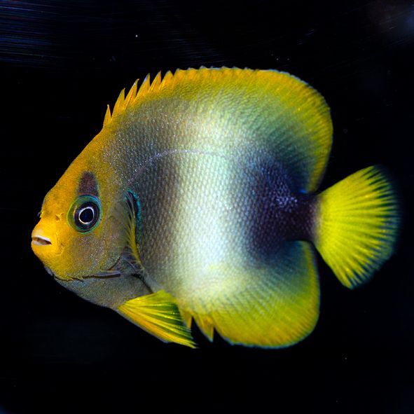 West African Angelfish Adult