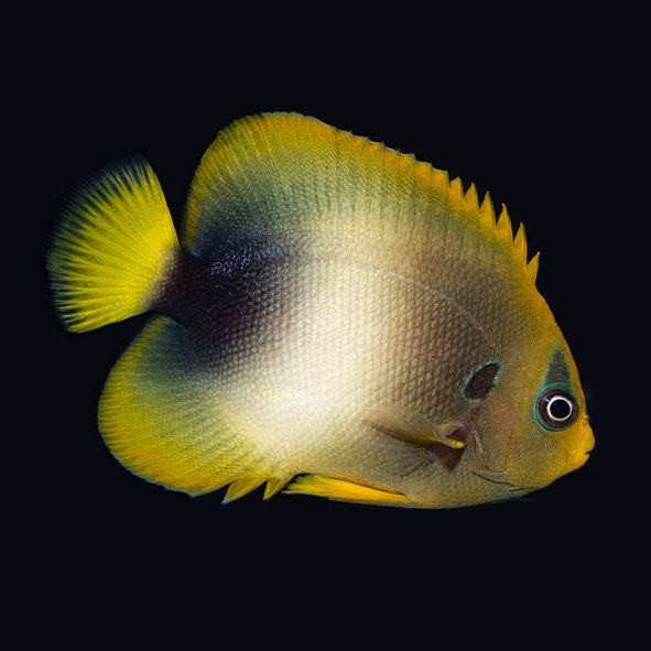 West African Angelfish Adult