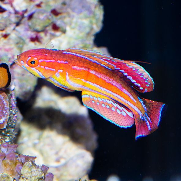 Diamond-Tail Flasher Wrasse Terminal Phase