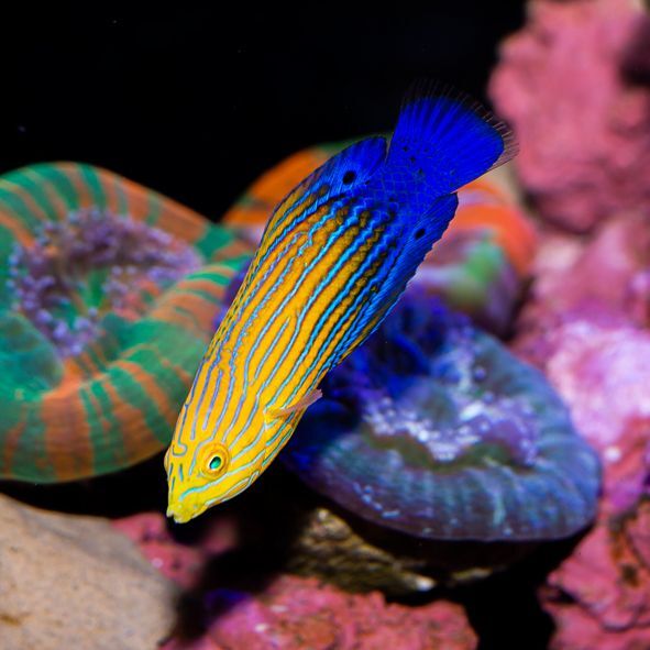 Candycane Femininus Wrasse