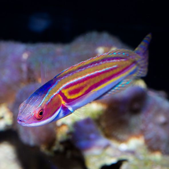 Laboute's Fairy Wrasse Terminal Phase