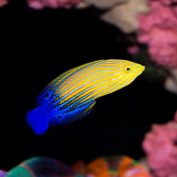 Candycane Femininus Wrasse