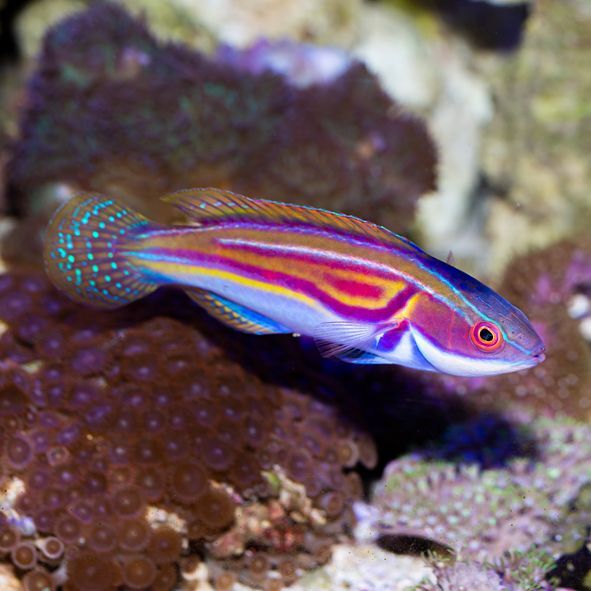 Laboute's Fairy Wrasse Terminal Phase