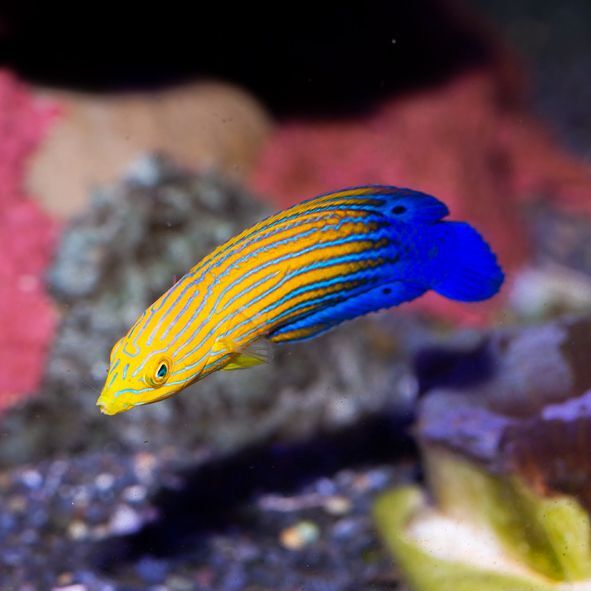 Candycane Femininus Wrasse