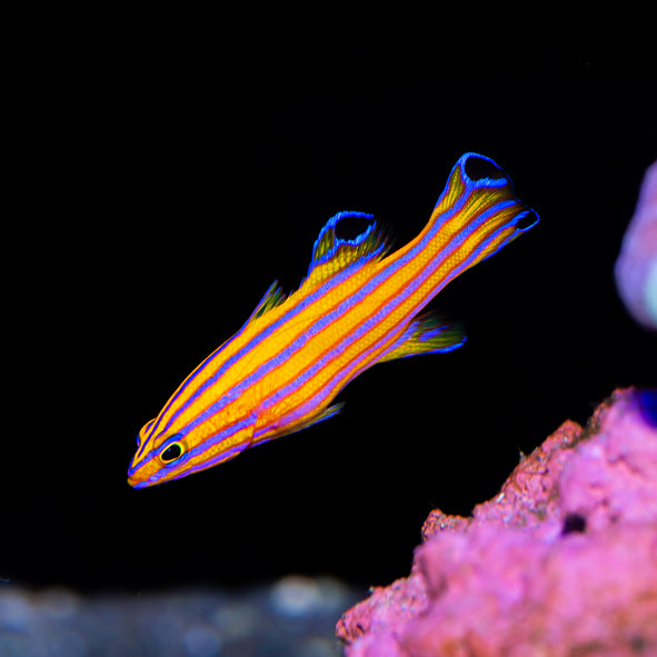 Candy Basslet Mated Pair