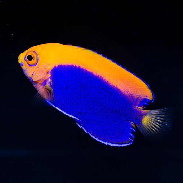 Orange Back Pygmy Angelfish