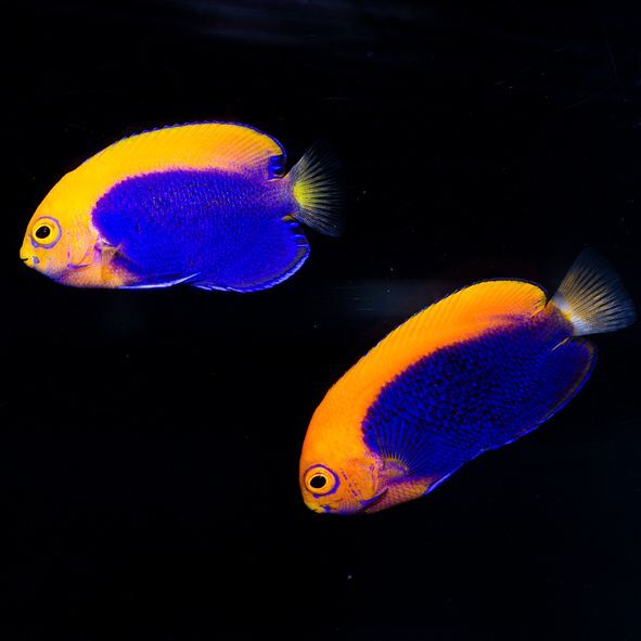 Orange Back Pygmy Angelfish