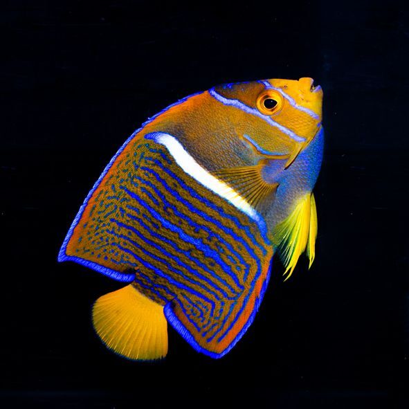 Passer Angelfish Adult