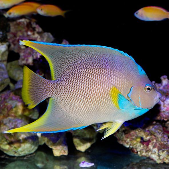 Blue Angelfish