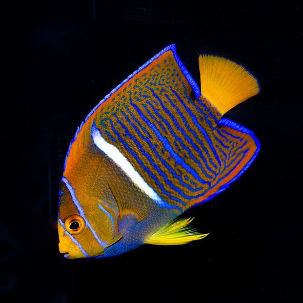 Passer Angelfish Adult