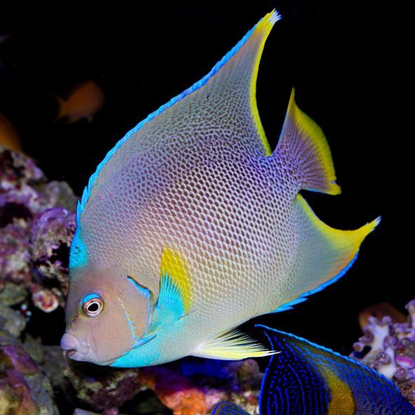 Blue Angelfish