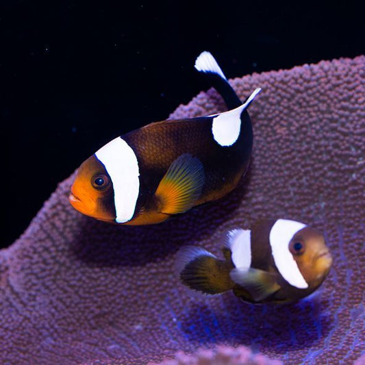 Saddleback Clownfish