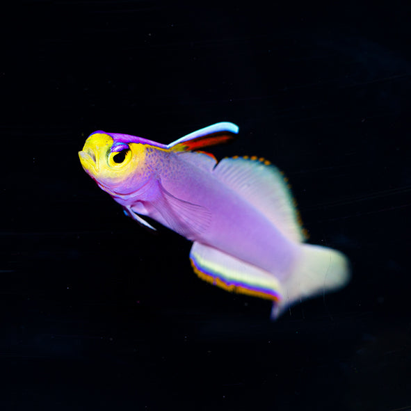 Helfrichi Firefish