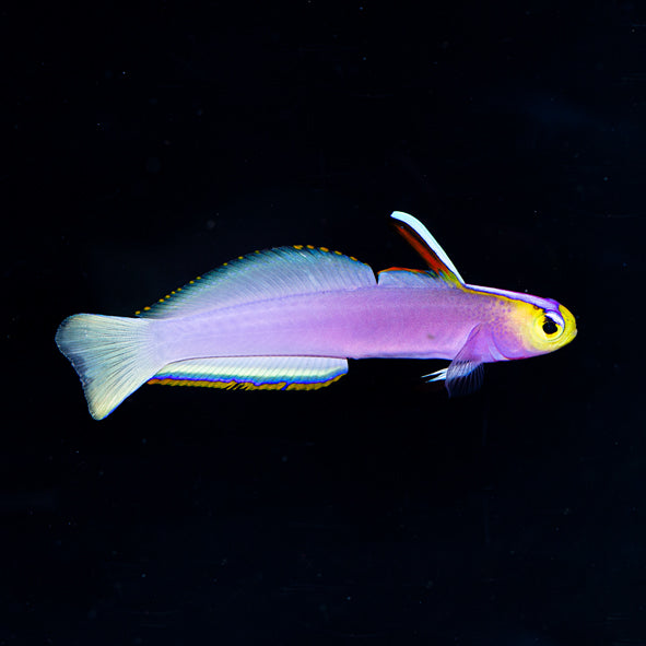 Helfrichi Firefish