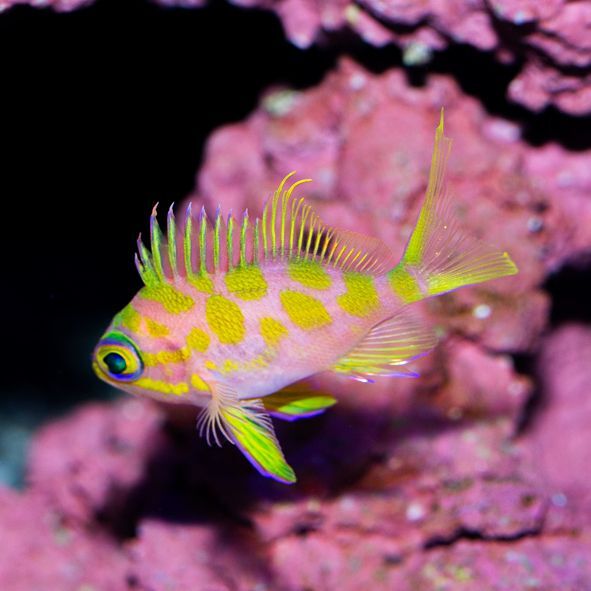 Blotchy Anthias