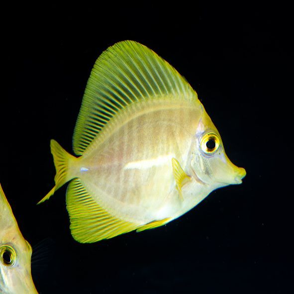 Yellow Tang Biota