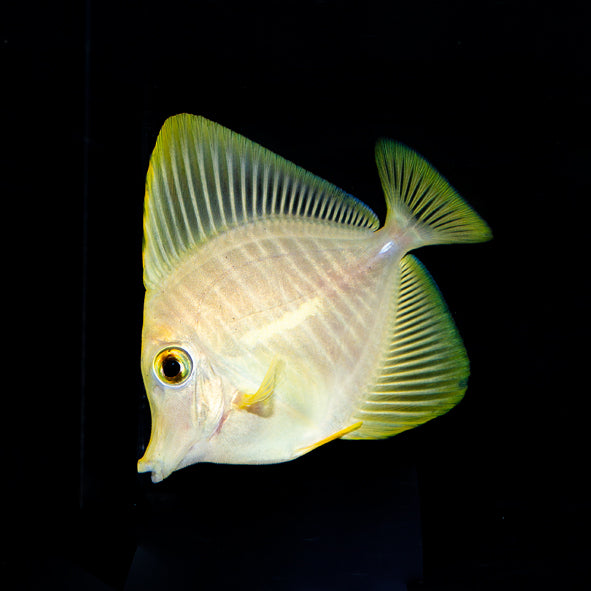 Yellow Tang Biota