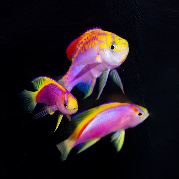 Japanese Ventralis Anthias Male