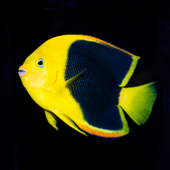 Rock Beauty Angelfish