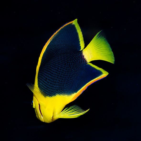 Rock Beauty Angelfish