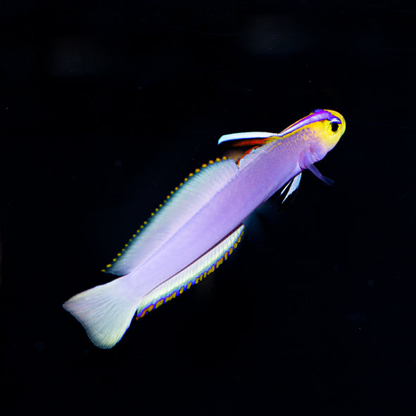 Helfrichi Firefish