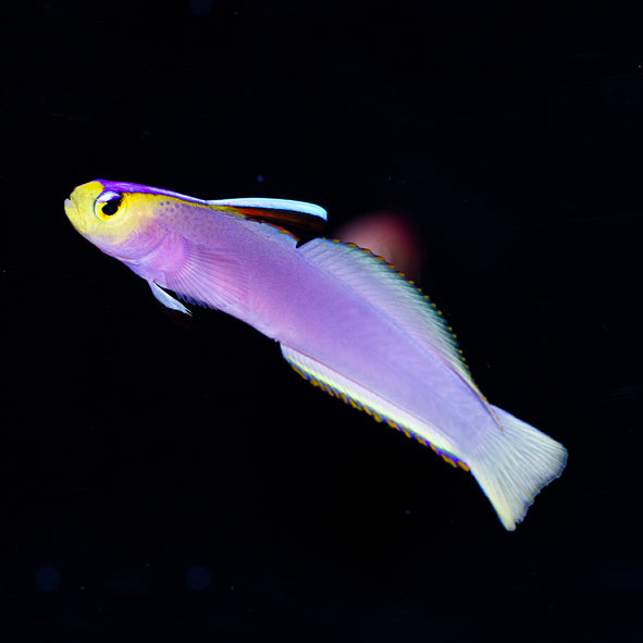 Helfrichi Firefish